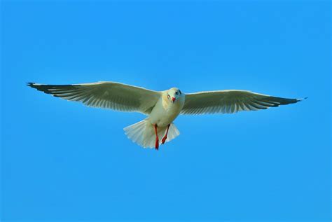 小鳥 飛|鳥飛